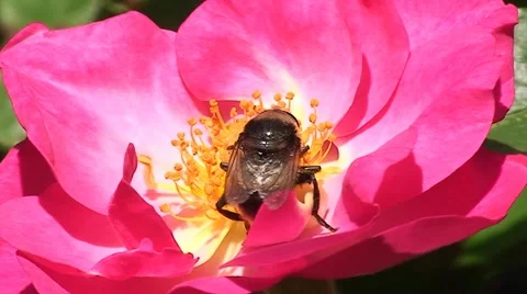 Flower with Honey Bee Stock Footage 11429393