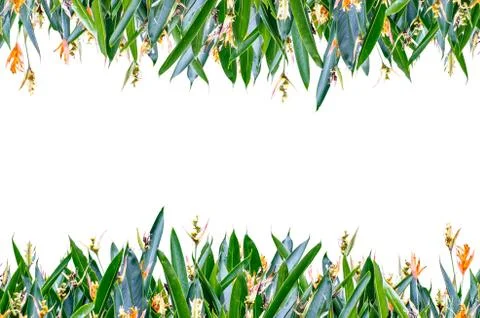 Flower horizontal frame Stock Illustration