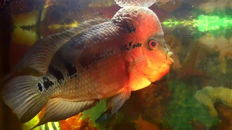 Flower horn Stock-Footage 117338951