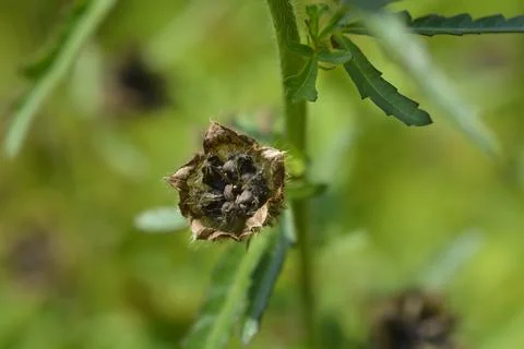 Flower-of-an-hour Stock Photos