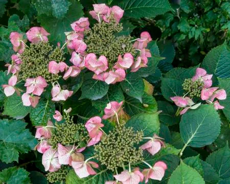Flower hudrangea Stock Photos