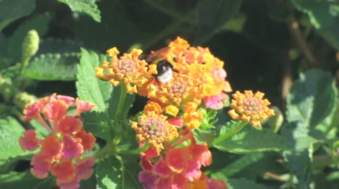 Flower with Hum 스톡 동영상 1064530