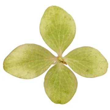 Flower of hydrangea close-up, isolated on white background Foto stock