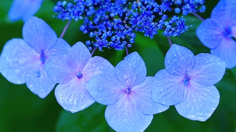 Flower of hydrangea. Stock Footage 40754450