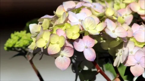 Flower hydrangea in the garden Stock Footage 80163108