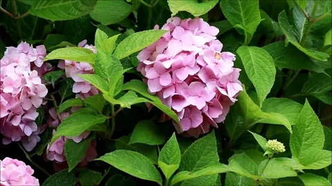 Flower hydrangea in the garden Stock Footage 82450433