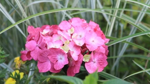 Flower hydrangea in the garden Stock Footage 87406294
