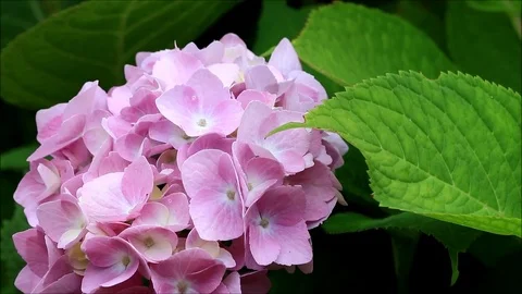 Flower hydrangea in the garden Stock Footage 87414612