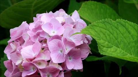 Flower hydrangea in the garden Stock Footage 87414622