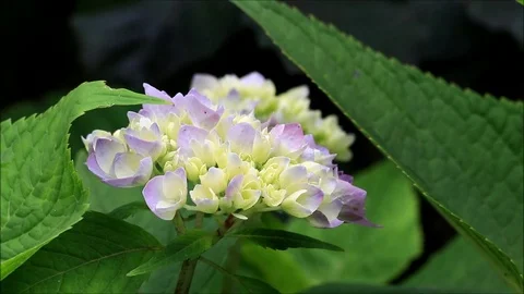 Flower hydrangea in the garden Stock Footage 87414654