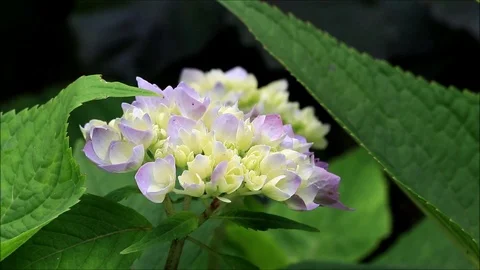 Flower hydrangea in the garden Stockbeeldmateriaal 87414656