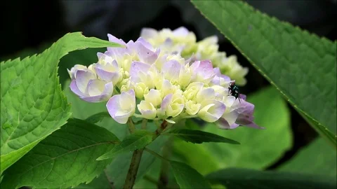 Flower hydrangea in the garden Stock Footage 125211033