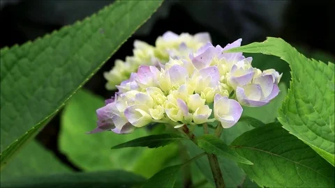 Flower hydrangea in the garden Stock Footage 125211037