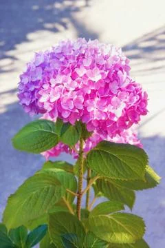 Flower of Hydrangea - Hydrangea macrophylla Stock Photos