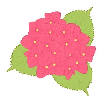 Flower hydrangea isolated on white background Illustrazione stock