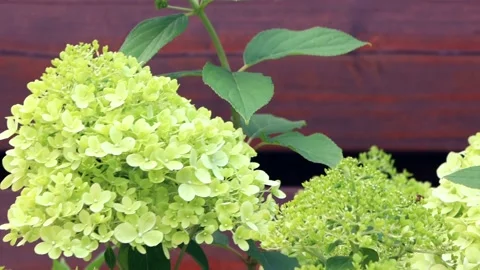 Flower Hydrangea Paniculata in front of a brown wooden wall Stock Footage 165962606