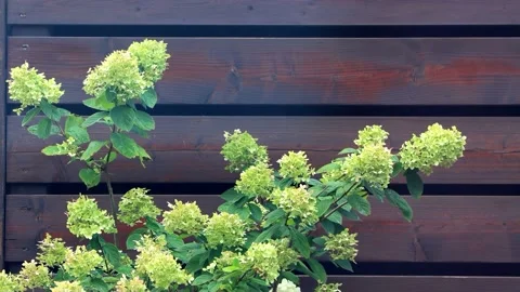 Flower Hydrangea Paniculataon in front of wooden wall  Stock Footage 231047135