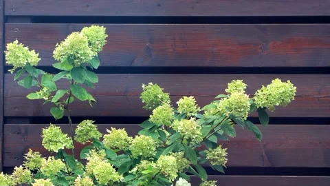 Flower Hydrangea Paniculataon in front of wooden wall  Stock Footage 241914371