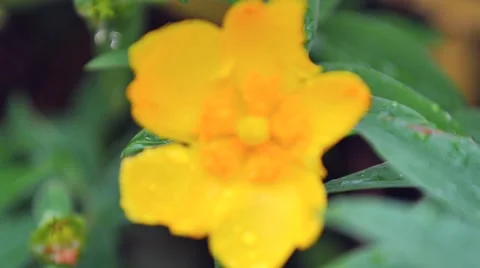 Flower of hypericum Stock Footage 51885427