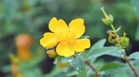 Flower of hypericum Stock Footage 51886054