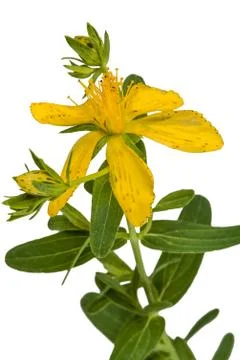Flower of Hypericum (Latin Hypericum), isolated on white background Stock Photos