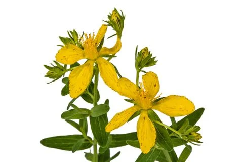 Flower of Hypericum (Latin Hypericum), isolated on white background Stock Photos