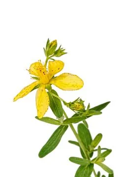 Flower of hypericum (latin hypericum) Stock Photos