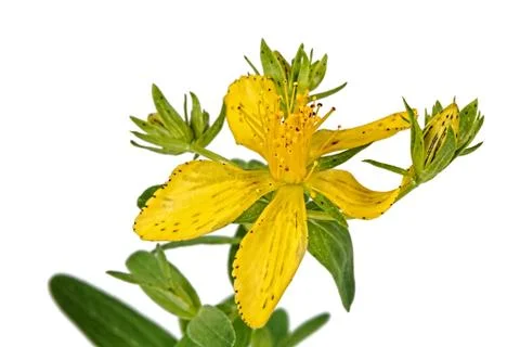 Flower of hypericum (latin hypericum) Stock Photos