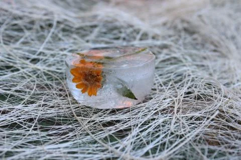 Flower in ice Stock Photos