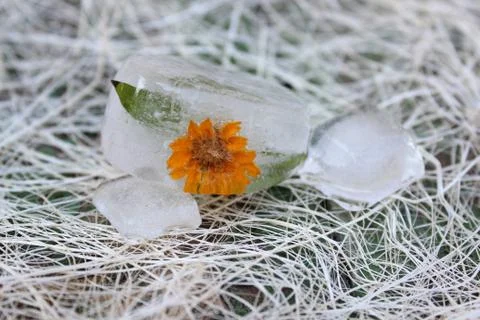 Flower in ice Stock Photos