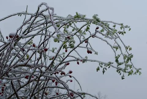 Flower icicles winter background Foto stock