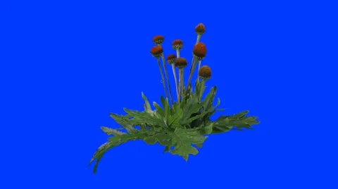 Flower II Bluescreen HD Stock Footage 38224831