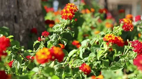 Flower Ilima Stock Footage 8992839