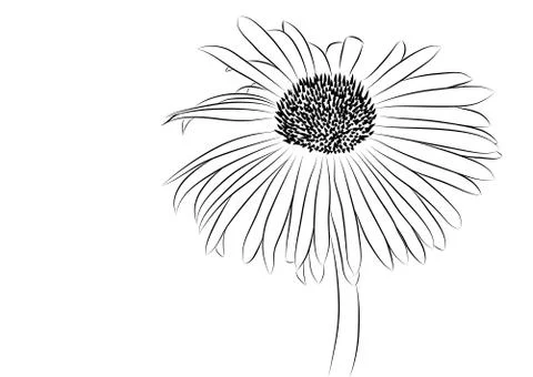 Flower Illustrazione stock