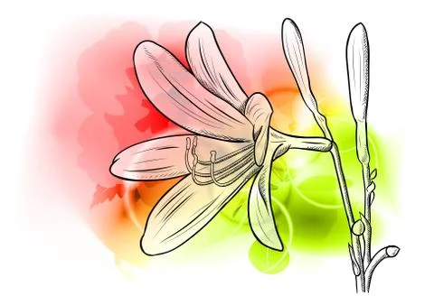 Flower Stock Illustration