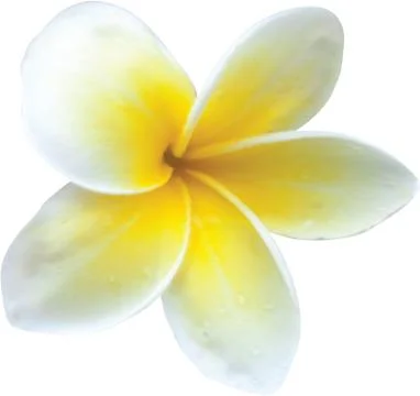 Flower Stock Illustration