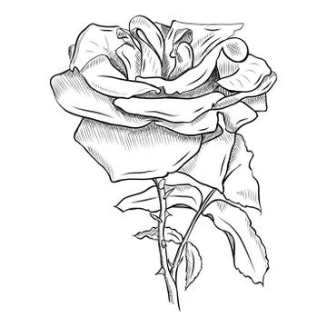 Flower 스톡 일러스트