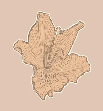 Flower Illustrazione stock