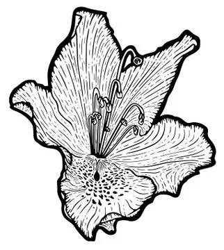 Flower Stock Illustration