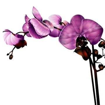 Flower Stock Illustration