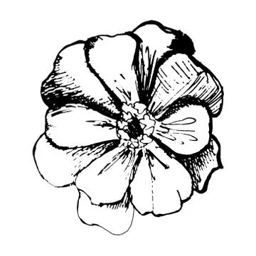 Flower Stock Illustration