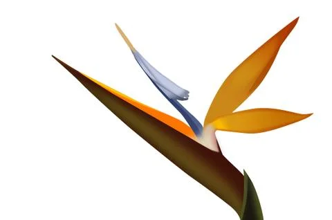 Flower Stock Illustration