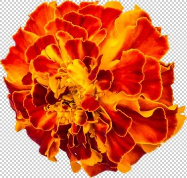 Flower Stock Illustration