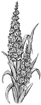 Flower Stock Illustration