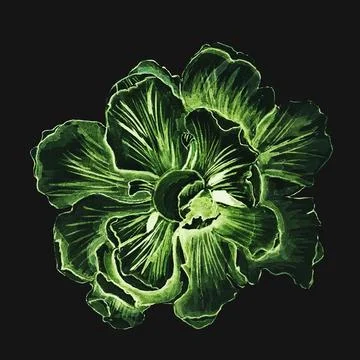 Flower Stock Illustration