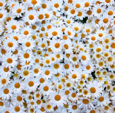 Flower illustration pattern stock vector Stock Photos