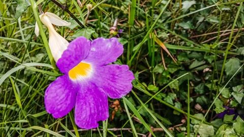 Flower image Stock Photos