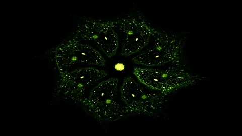 Flower of Inca. Maya star. Sacral sign of Indian. Mystical whirlpool. Stock Footage 124610936
