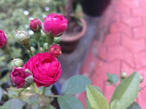 Flower OF India Stock Photos