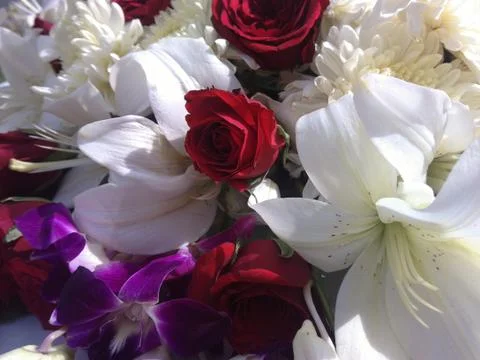 Flower OF India Stock Photos